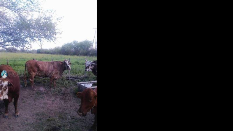 Secuestran animales que habían sido robados tras un vuelco