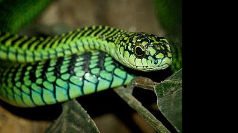 Alertan que en 2016 no habrá más antídoto para veneno de víboras