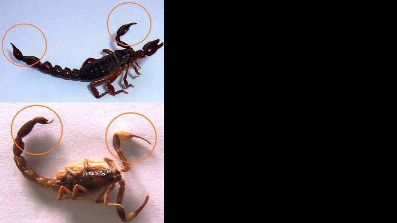Diferencias entre los alacranes venenosos y los que no lo son