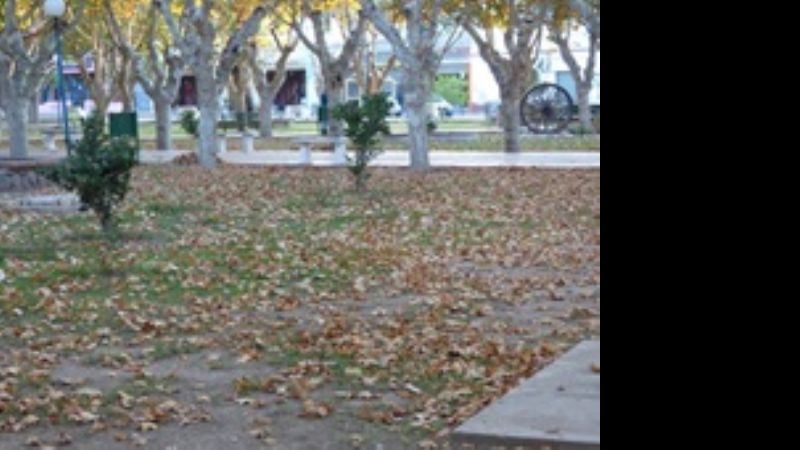 Tratamiento para el arbolado de la plaza en Andalgalá