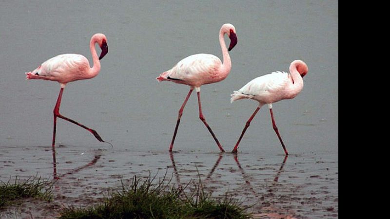 Falta de alimento: la principal causa de mortandad de flamencos en la Puna