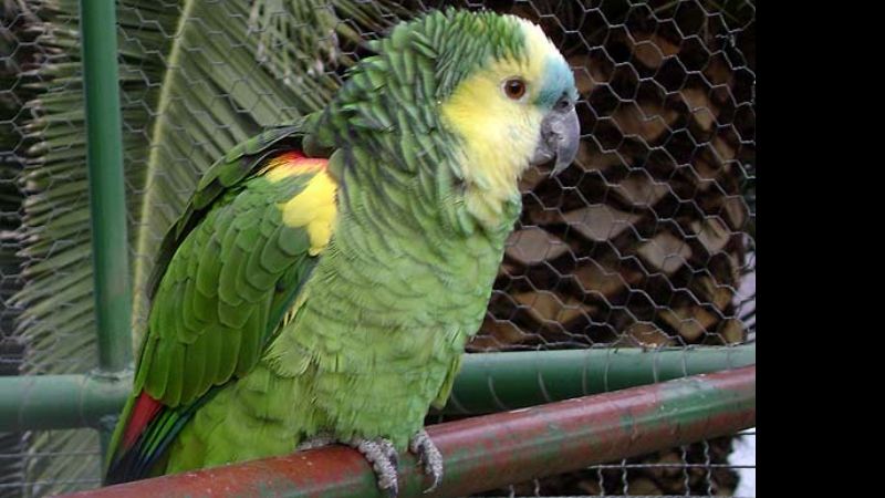 Prohiben la caza de loros