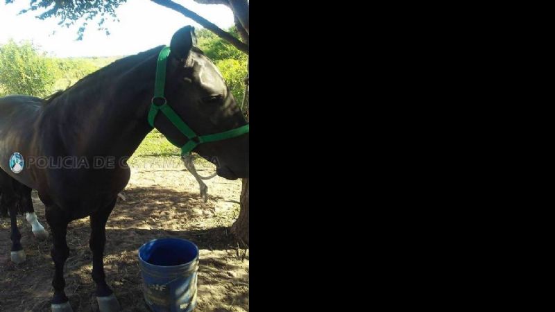 Encuentran caballo valuado en $50.000 que había sido robado