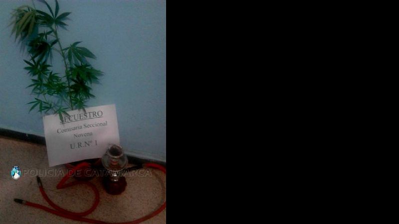 Tras un incendio, encuentran una plata de marihuana