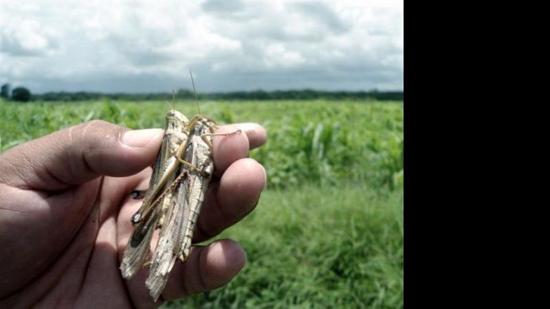 El Senasa controló 8 focos de langostas en Catamarca