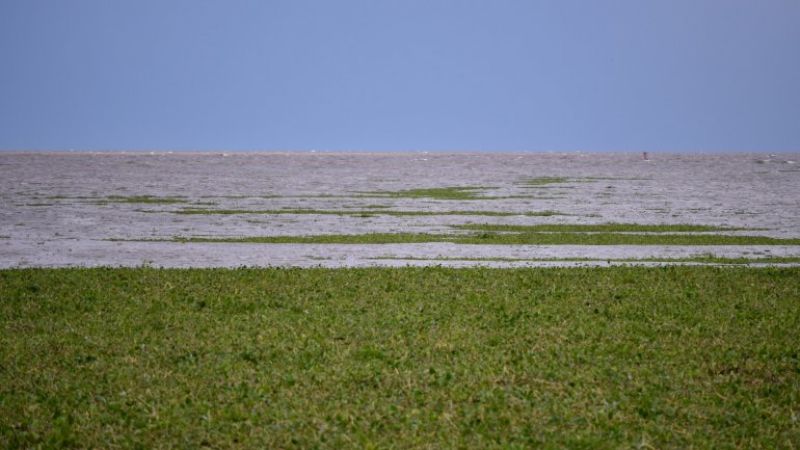 Para Aranguren, la invasión de camalotes estuvo detrás de los cortes de luz