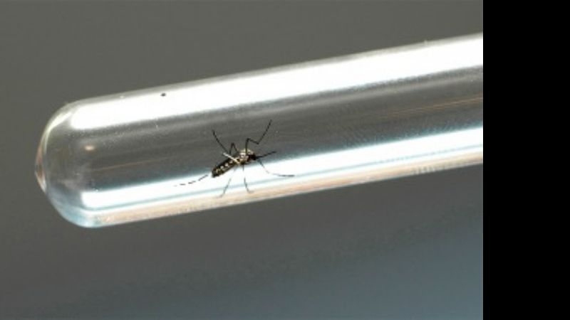 Afirman que no se registraron nuevos casos de Dengue