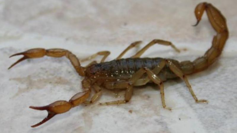 Preocupa la proliferación de alacranes en Andalgalá