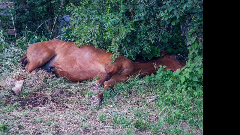 Piden ayuda para un caballo que está tirado en El Rodeo