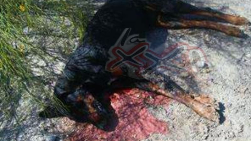Denuncian envenenamiento de perros