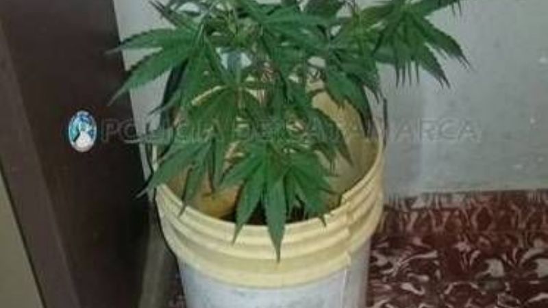 Secuestran planta de marihuana en El Rodeo