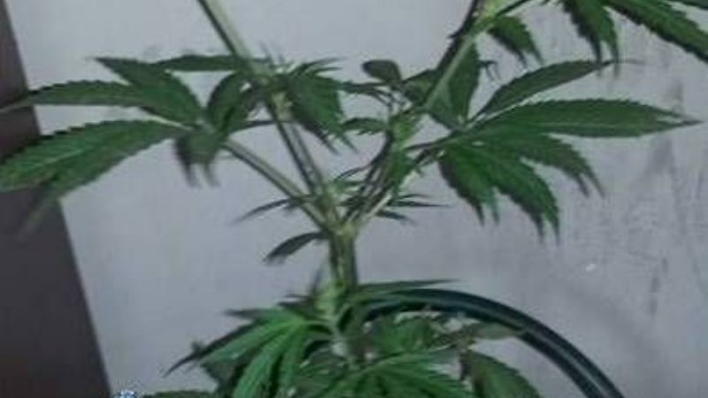 Secuestran planta de marihuana en El Rodeo