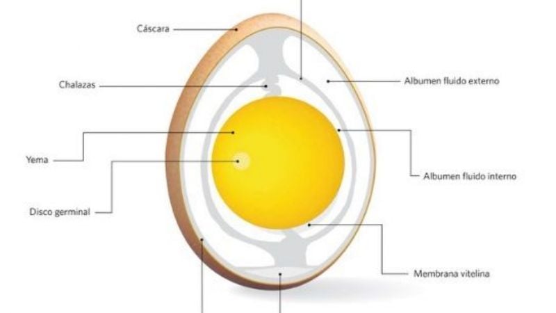 Se conmemora la semana del huevo