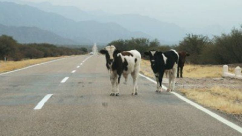 Atención propietarios o responsables de animales
