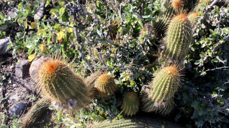 Expo Cactus 2016 en la Casa de la Cultura