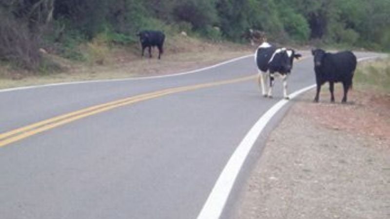 Menos animales en la ruta