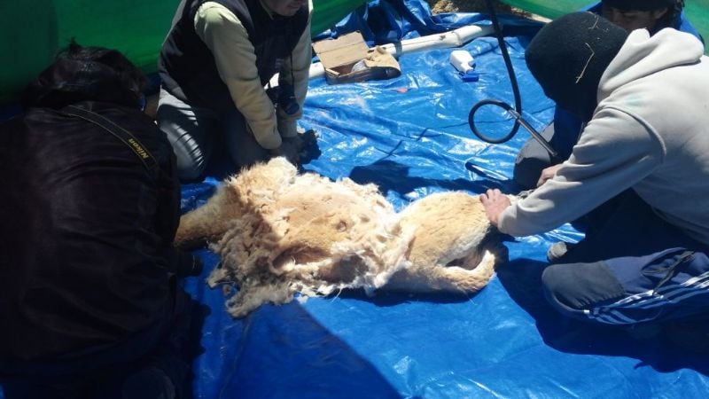 Exitosa primera esquila de vicuñas en Laguna Blanca