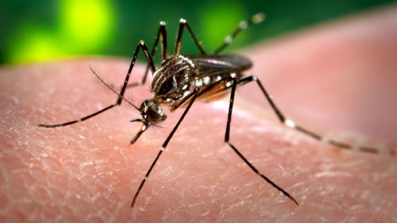 Científicos discuten la efectividad de la vacuna del dengue