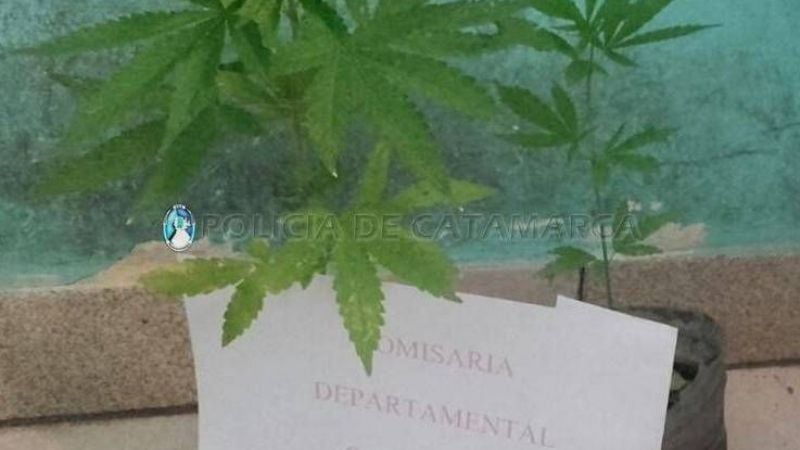 Secuestran dos plantas de marihuana en Santa Rosa
