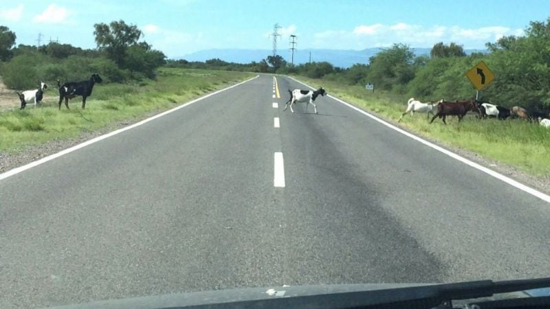 Continúa el secuestro de animales sueltos