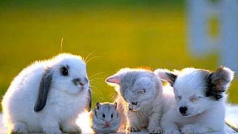 Hoy se celebra el Día Mundial de los Animales