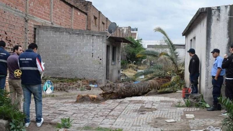 Falleció un adolescente aplastado por una palmera
