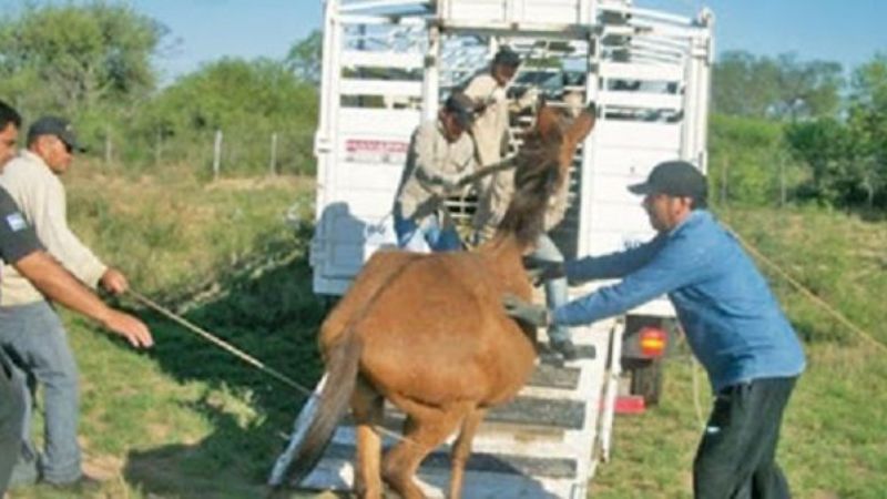 Capturaron más de una docena de animales