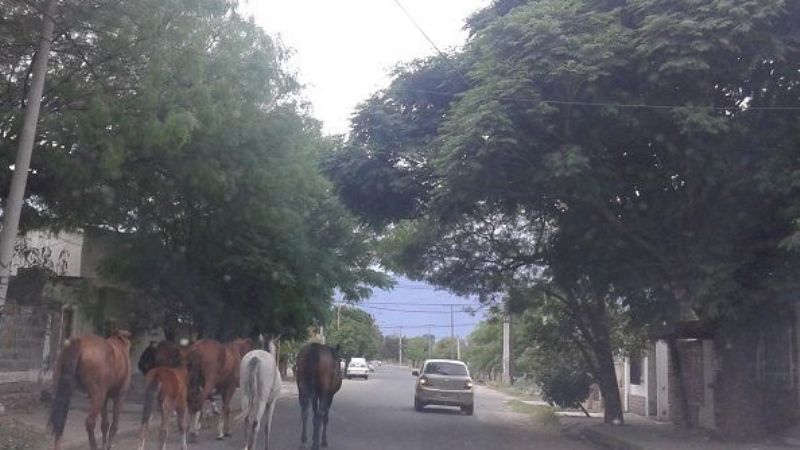 Caballos, como si nada por las calles