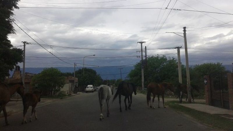 Caballos, como si nada por las calles