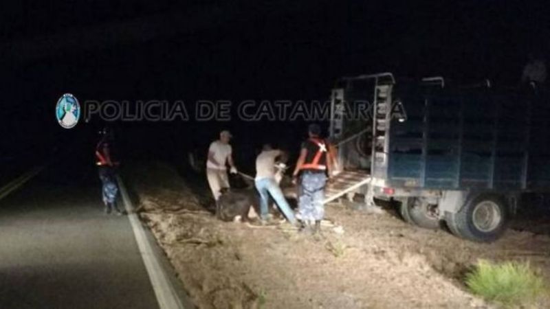 Secuestran animales sueltos