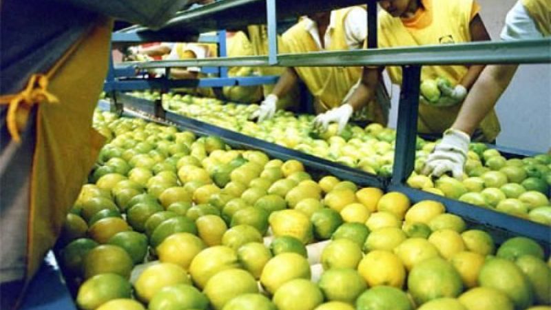 El triunfo de Trump pone en suspenso la apertura de los mercados de limones