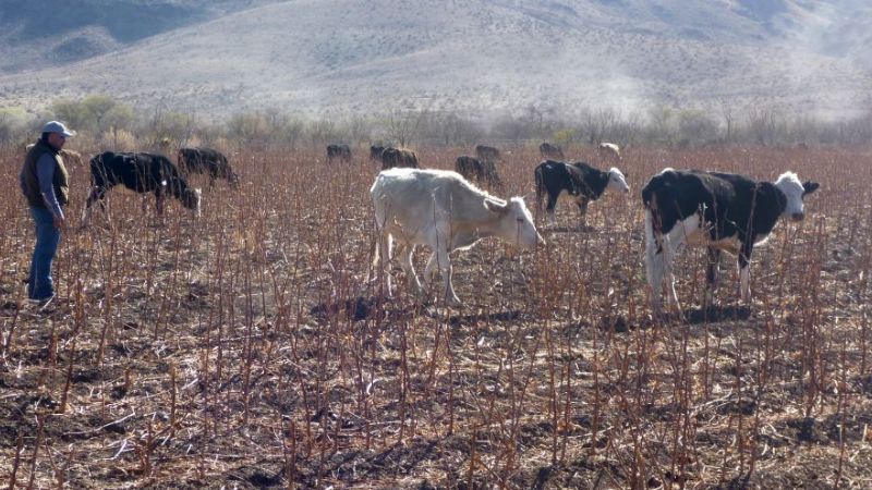 Dictaron la emergencia ganadera en Andalgalá