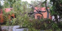 UN ENORME ÁRBOL cayó sobre el acceso a la Liga Chacarera.