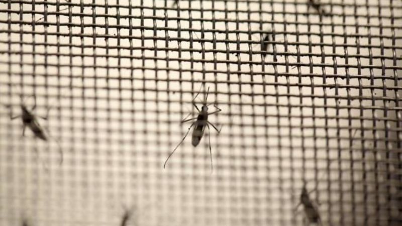 Confirman que un bebé murió de zika en Tucumán