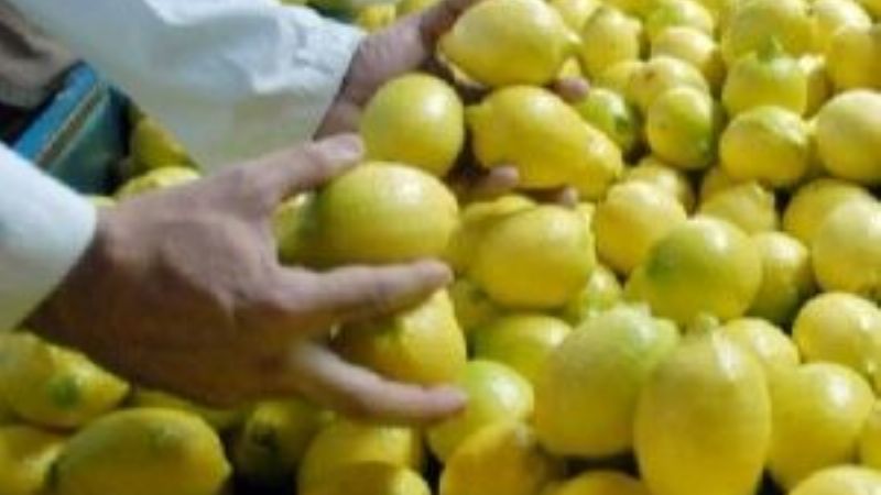 Los limones tucumanos, al tope de los productos nacionales exportados