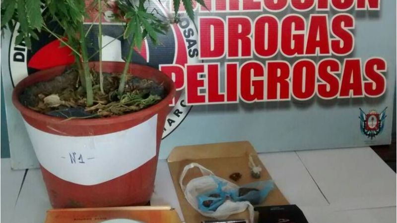 En un interminable allanamiento secuestran casi un kilo de marihuana