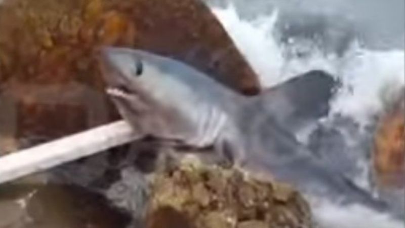 En Mar del Plata apareció un tiburón