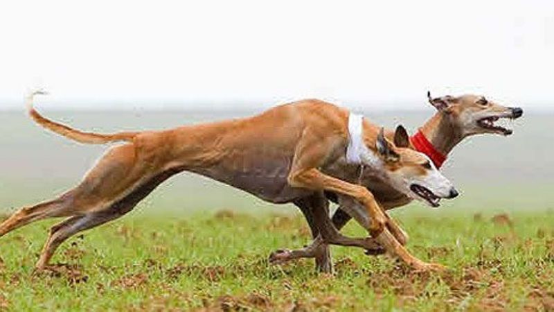 Prohíben definitivamente las carreras de perros galgos