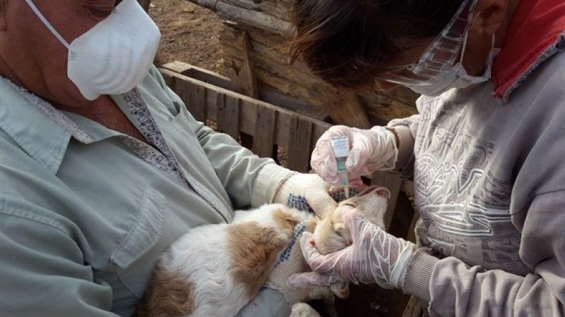 Inició la tercera campaña de vacunación contra la brucelosis caprina en Catamarca