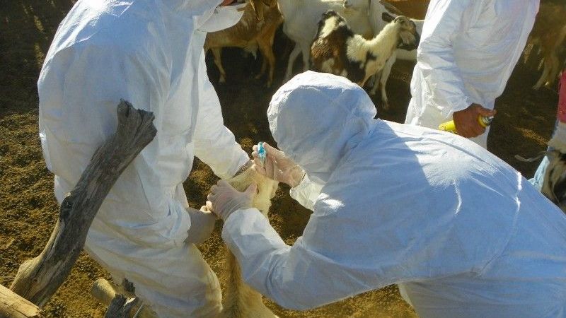 Inició la tercera campaña de vacunación contra la brucelosis caprina en Catamarca