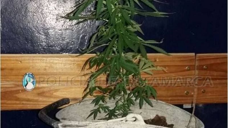Secuestran planta de marihuana en FME