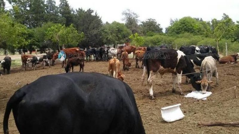 Secuestran 55 animales vacunos en La Paz