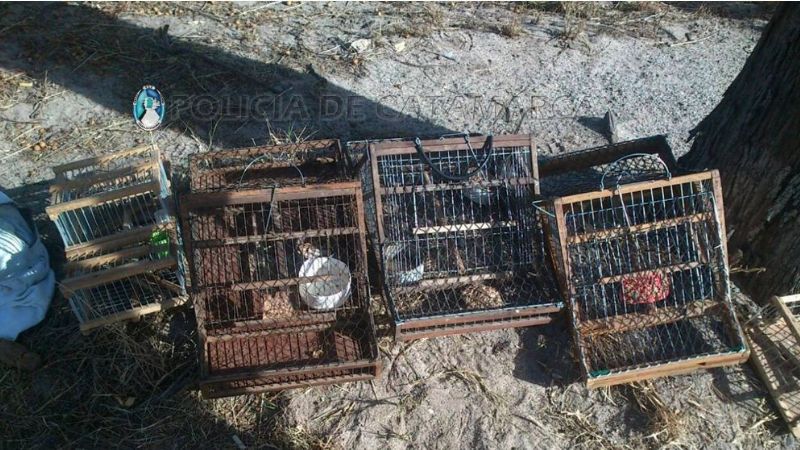Secuestran tramperas y aves
