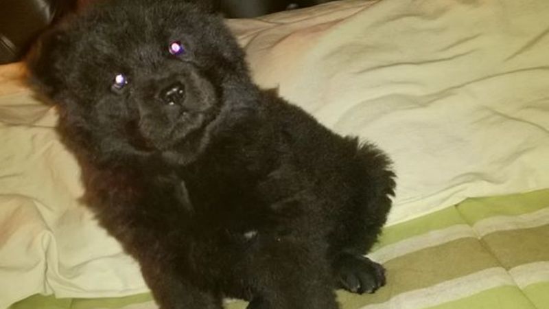 Vendo cachorra Chow Chow