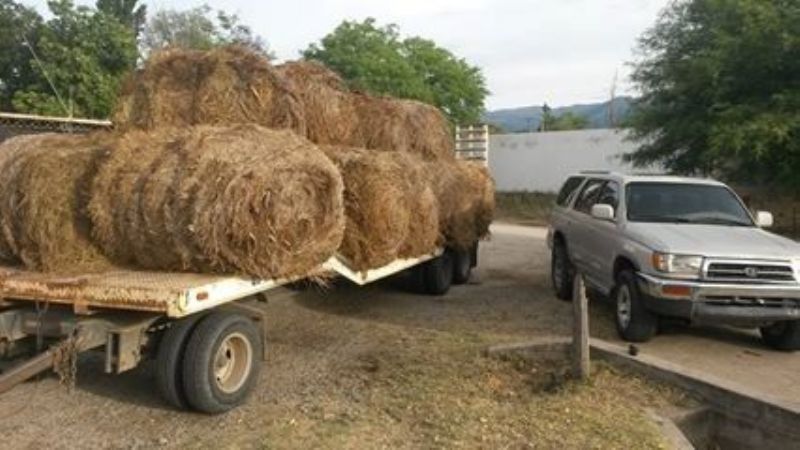Entrega de pasturas a los ganaderos