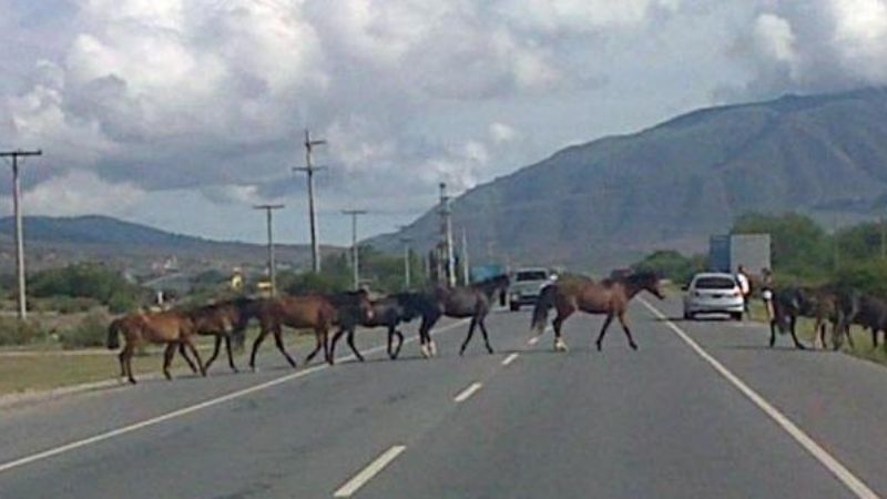 Continúa el secuestro de animales sueltos en la Capital