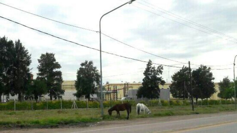 Animales sueltos: la pesadilla de todos los días