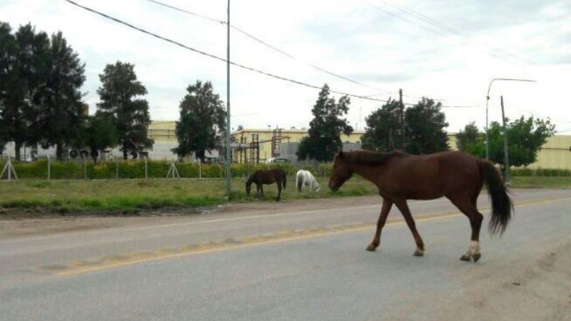 Animales sueltos: la pesadilla de todos los días