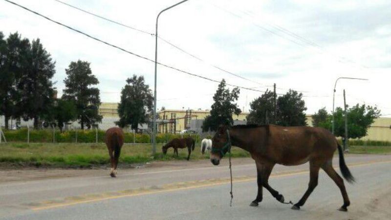 Animales sueltos: la pesadilla de todos los días