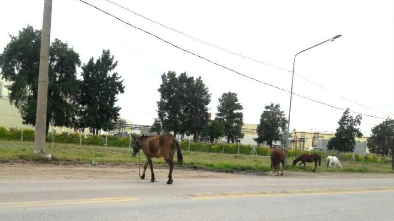 Animales sueltos: la pesadilla de todos los días